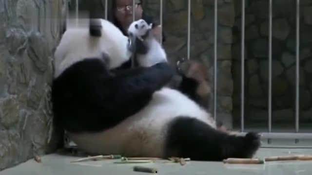 熊猫青春蜜糖在线观看,甜蜜校园恋曲在线放送